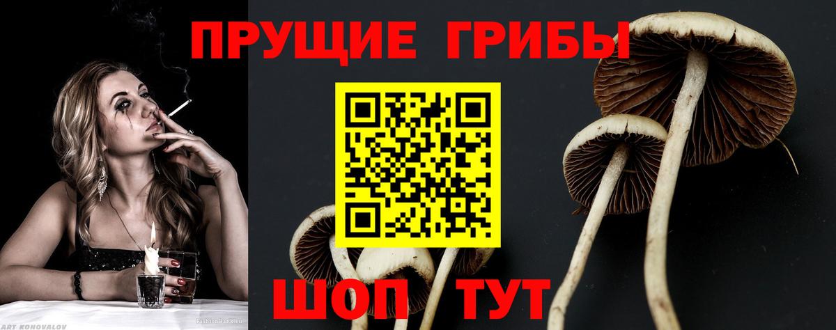 Псилоцибиновые грибы GOLDEN TEACHER  Галлюциногенные грибы Psilocybe  Елабуга 